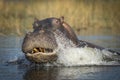 Aggressive hippo charging through water in Chobe River in Botswana