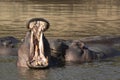 Adult hippo yawning in golden light in Masai Mara Kenya Royalty Free Stock Photo