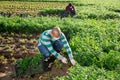 Hispanic man in medical mask harvesting parsley on farm field