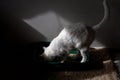 Adult home cat poops in the tray