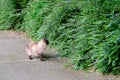 Adult homeless cat Siamese color walks outdoor, looks into green bushes, hunts for birds, concept of survive in nature, keeping Royalty Free Stock Photo