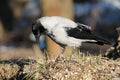 Adult Hooded crow Corvus cornix, Belarus