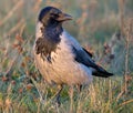 Adult Hooded crow corvus cornix stands in grass on the ground in evening sunset light