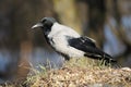 Adult Hooded crow Corvus cornix in wild