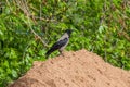 An adult hooded crow riding on a pile of sand, in profile. Green vegetative background, selective focus. An omnivorous
