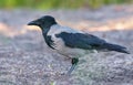 Adult hooded crow stands on soil ground in spring morning