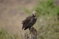 The adult hooded vulture (Necrosyrtes monachus) stood on the branch. Close-up.