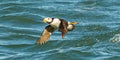 Horned Puffin In Flight