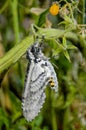 Adult Hornworm Moth flying from one tomato plant to another laying eggs. Royalty Free Stock Photo