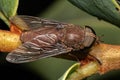 Adult Horse Fly Insect