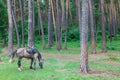 An adult horse grazes on a fresh green meadow in the forest, tied to a tree in the mountains