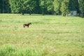 An adult horse is grazing in a green meadow. A horse on a chain in a field Royalty Free Stock Photo