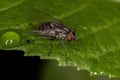 Adult House Fly