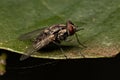 Adult House Fly