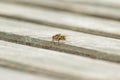 An adult house fly of the species Musca domestica sits on a wooden bench