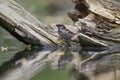 An adult House sparrow Passer domesticus perched on a branch in a city pond in the capital city of Berlin Germany.