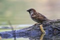 An adult House sparrow Passer domesticus perched on a branch in a city pond in the capital city of Berlin Germany.