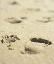 Adult human footprints or steps foot on yellow wet beach sand on the surface of the sea water in the open air on the sand texture Royalty Free Stock Photo