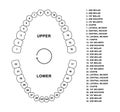 Adult human jaws anatomy with descriptions. Adult human teeth dentition anatomy molar, bicuspid, cuspid and incisor