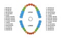 Adult human teeth dentition anatomy. Adult upper and lower jaw parts - molar, bicuspid, cuspid and incisor teeth