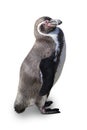 Adult Humboldt penguin Royalty Free Stock Photo