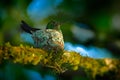 Adult hummingbird sitting on the eggs in the nest, Trinidad and Tobago. Copper-rumped Hummingbird, Amazilia tobaci, on the tree Royalty Free Stock Photo