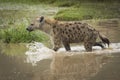 Adult hyena crossing river splashing in Ngorongoro Crater in Tanzania