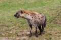 Adult hyena