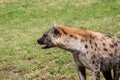 Adult hyena