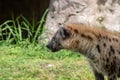 Adult hyena