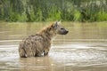 Adult hyena standing in water in Ngorongoro Crater in Tanzania