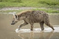 Adult hyena walking through brown water in Ngorongoro Crater in Tanzania