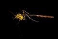 Adult Ichneumonid Wasp Royalty Free Stock Photo