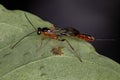 Adult Ichneumonid Wasp Royalty Free Stock Photo