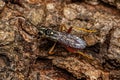 Adult Ichneumonid Wasp Royalty Free Stock Photo