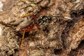 Adult Ichneumonid Wasp Royalty Free Stock Photo