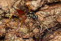 Adult Ichneumonid Wasp Royalty Free Stock Photo