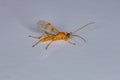 Adult Ichneumonid Wasp Royalty Free Stock Photo
