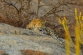 An adult Indian leopard siting on a rock and looking straight into the eyes