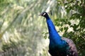 Adult Indian peafowl male (Pavo cristatus) surveying its surroundings : (pix Sanjiv Shukla) Royalty Free Stock Photo