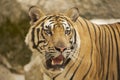 Adult Indochinese tiger. Royalty Free Stock Photo