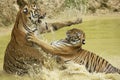 Adult Indochinese tigers fight in the water.