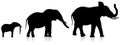 Adult and infant elephants on white background