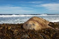 Adult injured Elephant seal lying on seaweeds on coastline Royalty Free Stock Photo