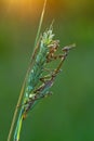 Adult insect Empusa pennata