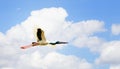 Adult Jabiru in flight