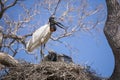 Adult Jabiru Stork Calling from Nest