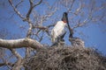 Adult Jabiru Stork and Chick Kissing in Nest