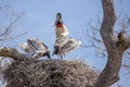 Adult Jabiru Watching Chicks Eat Apple Snail in Nest