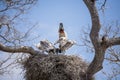 Adult Jabiru Watching Chicks Eat in Nest